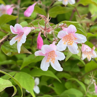 Kolkwitzia amabilis